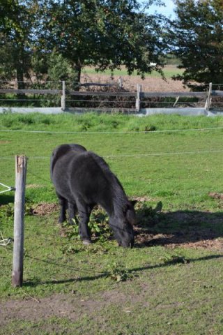 Bei uns gibt es auch Tiere